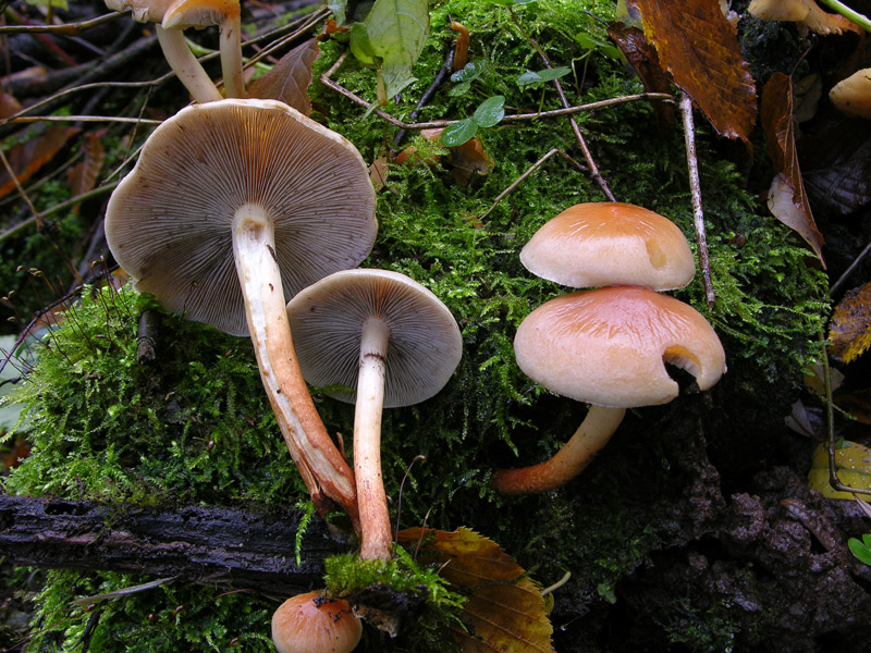 Funghi di sabato 08 novembre.